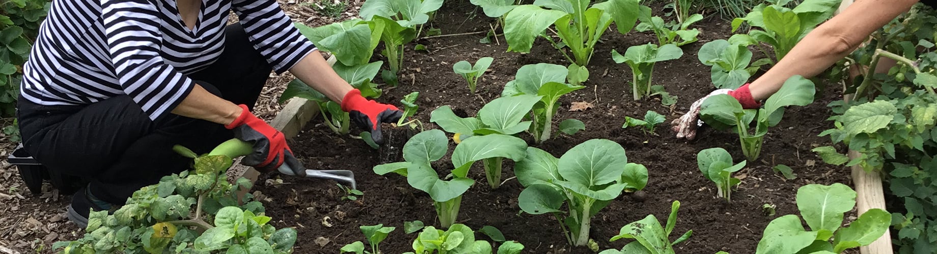 hands of two people gardening